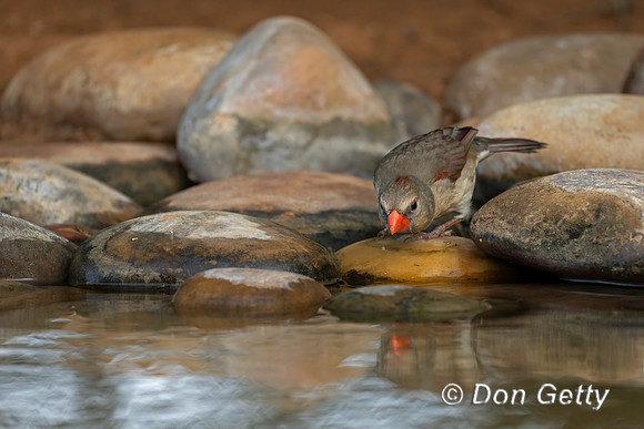 Northern Cardinal