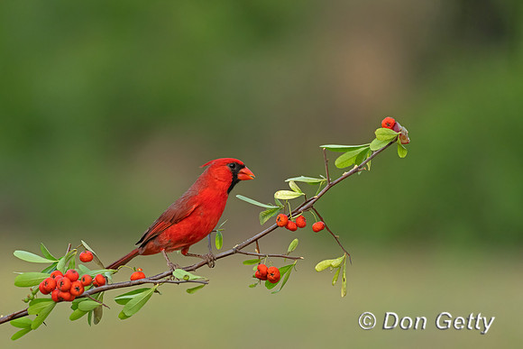 Northern Cardinal
