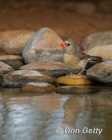 Northern Cardinal