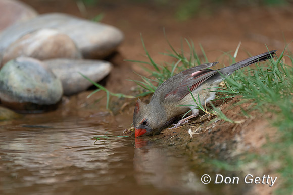 Northern Cardinal
