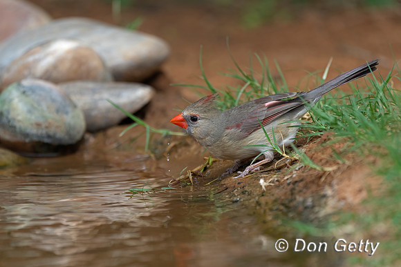 Northern Cardinal