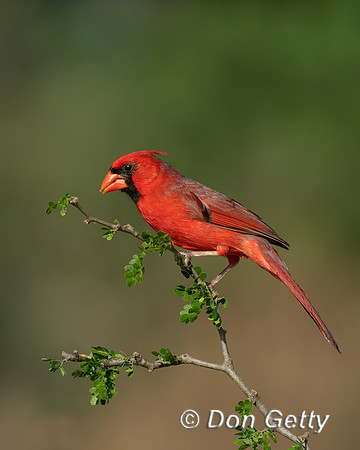 Northern Cardinal