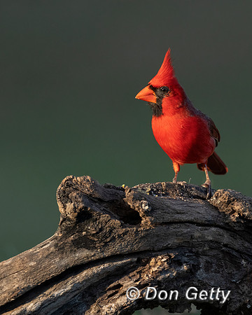 Northern Cardinal