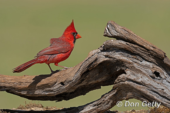 Northern Cardinal