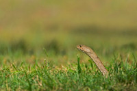Western Coachwhip