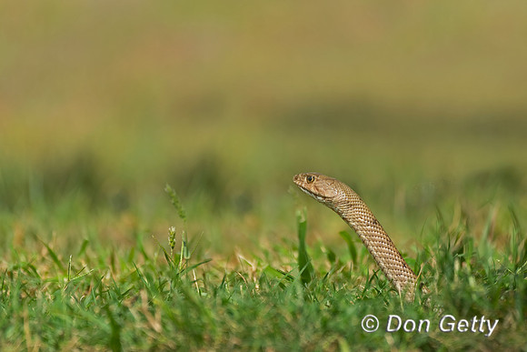 Western Coachwhip