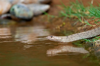 Western Coachwhip