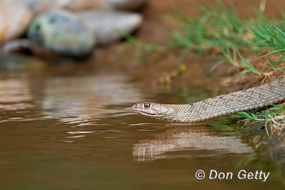 Western Coachwhip
