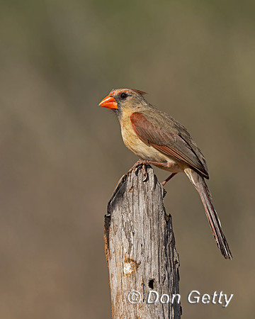 Northern Cardinal