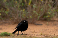 Bronzed Cowbird