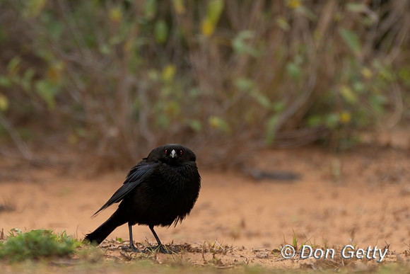 Bronzed Cowbird