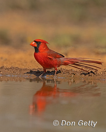 Northern Cardinal