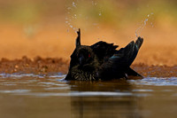 Bronzed Cowbird