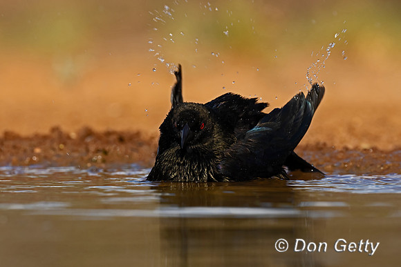 Bronzed Cowbird