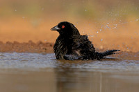 Bronzed Cowbird