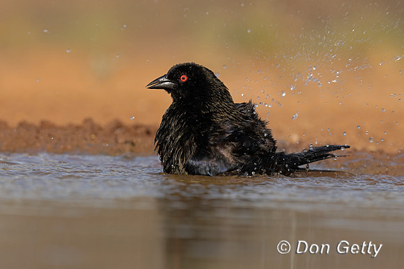 Bronzed Cowbird