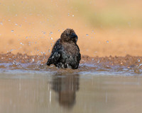 Brown-headed Cowbird