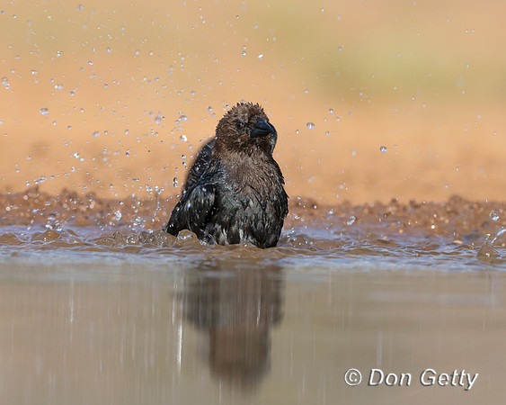 Brown-headed Cowbird