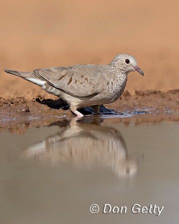 Common Ground Dove