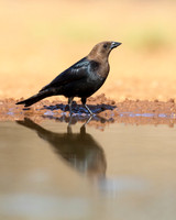 Brown-headed Cowbird
