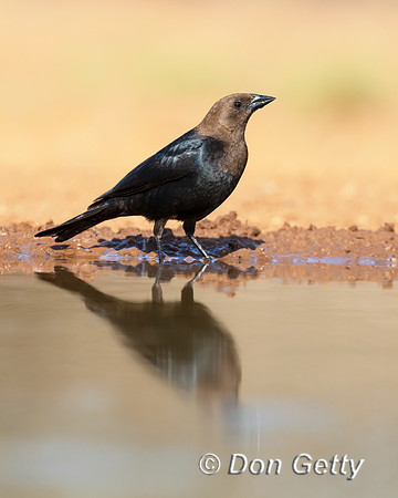 Brown-headed Cowbird