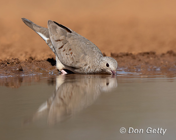 Common Ground Dove