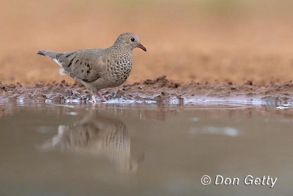 Common Ground Dove