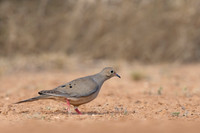 Mourning Dove