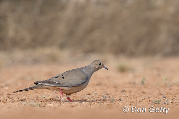 Mourning Dove