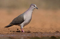 White-tipped Dove