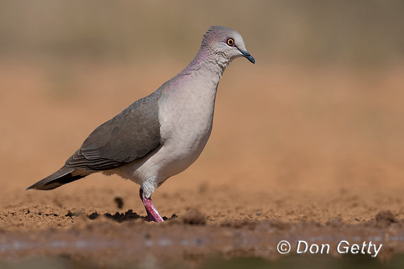 White-tipped Dove