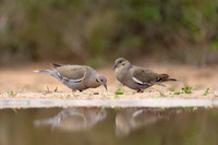 White-winged Dove