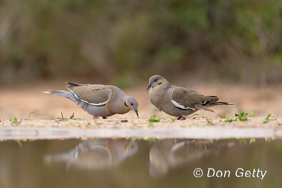 White-winged Dove