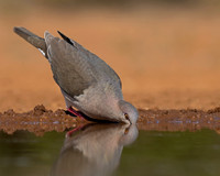 White-tipped Dove