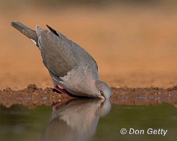 White-tipped Dove
