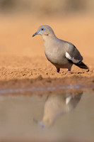 White-winged Dove