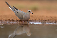 Mourning Dove