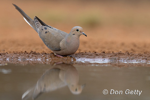 Mourning Dove
