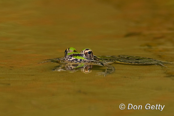 Rio Grande Leopard Frog