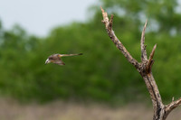 Scissor-tailed Flycatcher