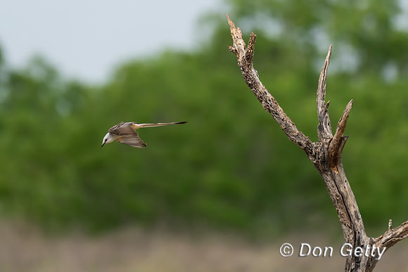 Scissor-tailed Flycatcher