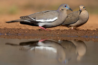 White-winged
