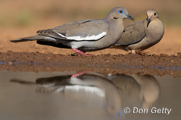 White-winged