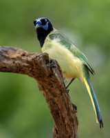 Green Jay