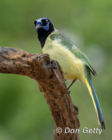 Green Jay