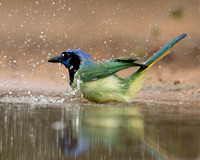 Green Jay