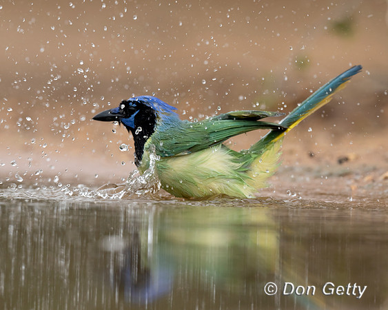Green Jay