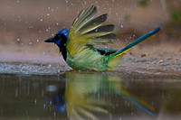 Green Jay
