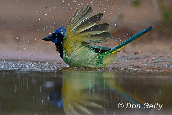 Green Jay