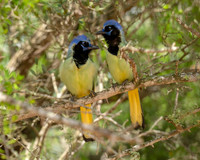 Green Jay